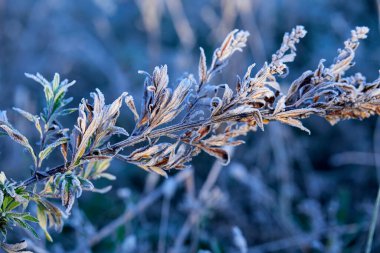 Çimlerin ve yaprakların üzerindeki güzel don ve yaprakların yakın çekimi, dondurucu sisli sonbahar sabahı