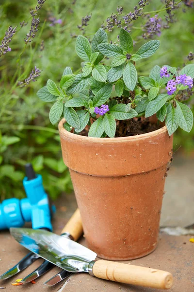 정원에 도구와 식물을 가꾸는 — 스톡 사진