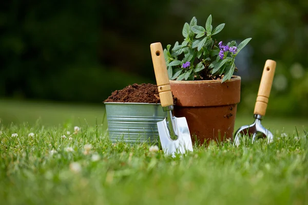 Trädgårdsredskap Och Växter Trädgården — Stockfoto