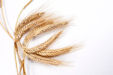 Gold wheat spikelets isolated on white background