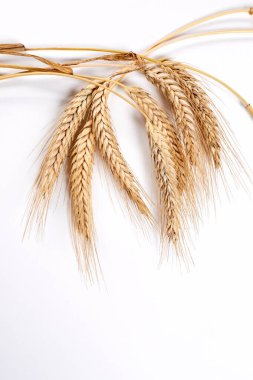Gold wheat spikelets isolated on white background