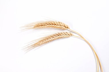 Gold wheat spikelets isolated on white background