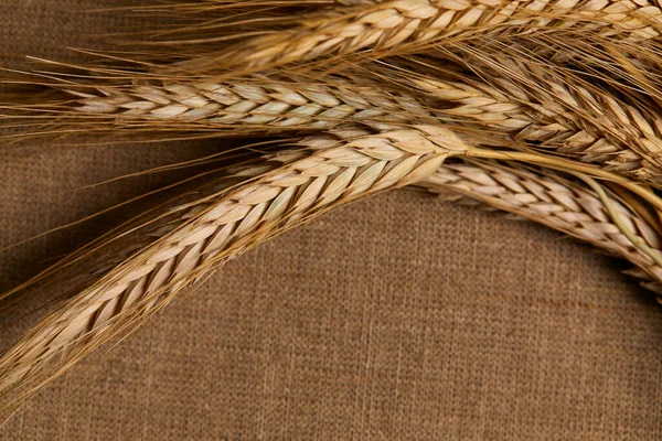 Gold Wheat Spikelets Isolated Brown Background — Stockfoto