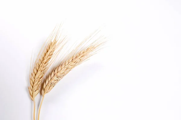 Gold Wheat Spikelets Isolated White Background — 图库照片