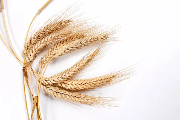 Gold Wheat Spikelets Isolated White Background — 图库照片