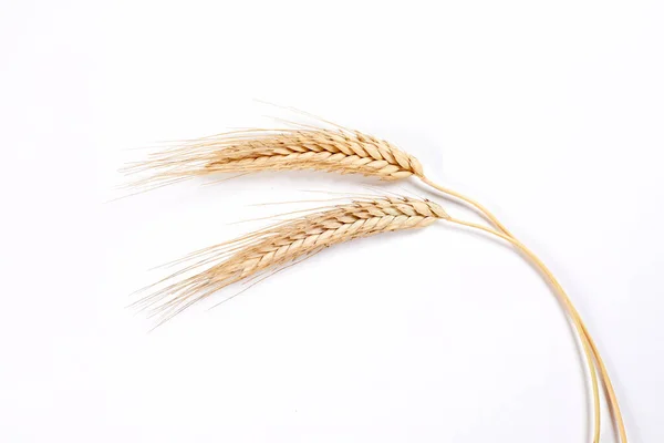 Gold Wheat Spikelets Isolated White Background — 图库照片