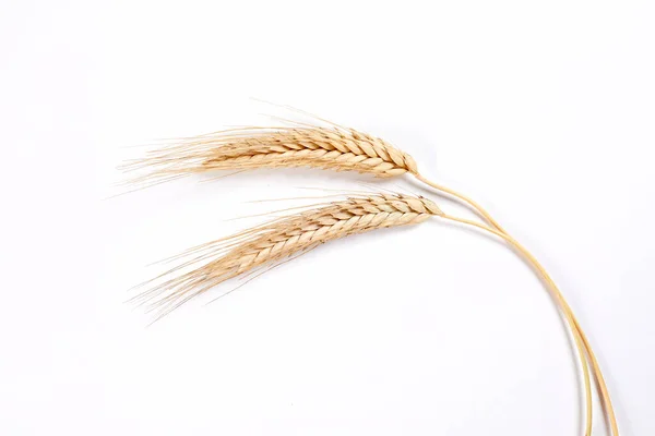 Gold Wheat Spikelets Isolated White Background —  Fotos de Stock