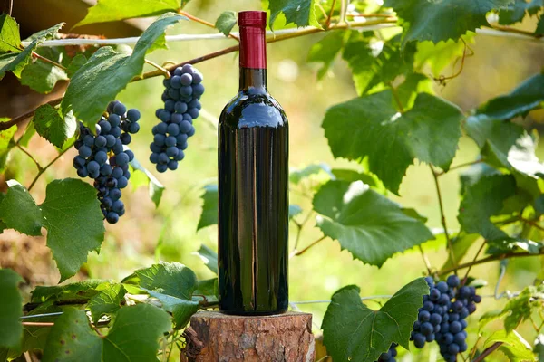 Grape Vineyard Bottle Wine Grapes Close — Stockfoto