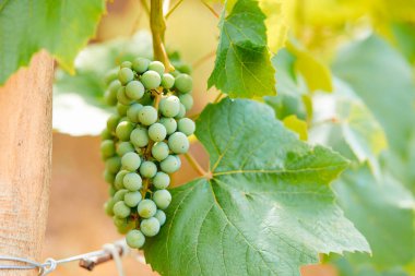 Bunch of fresh green grapes growing on vineyard.