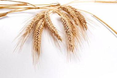 Buğday kulaklarının kapatılması, tarım kavramı