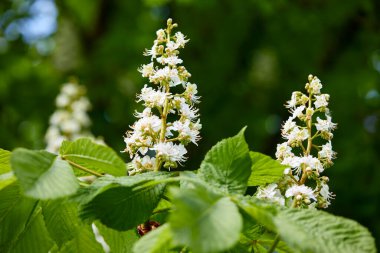 Ağaçta çiçek açan kestane çiçekleri