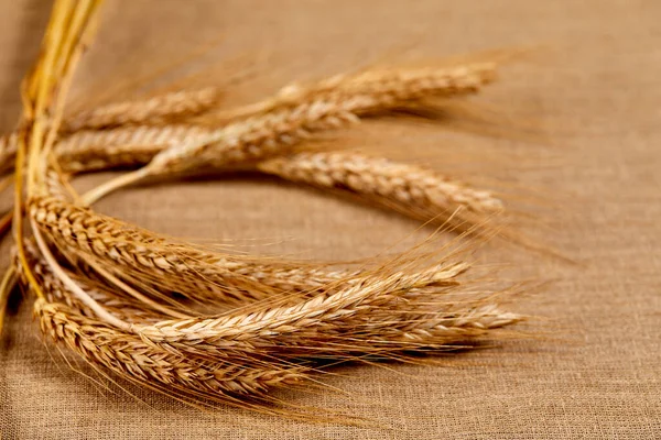 小麦耳朵特写 农业概念 — 图库照片