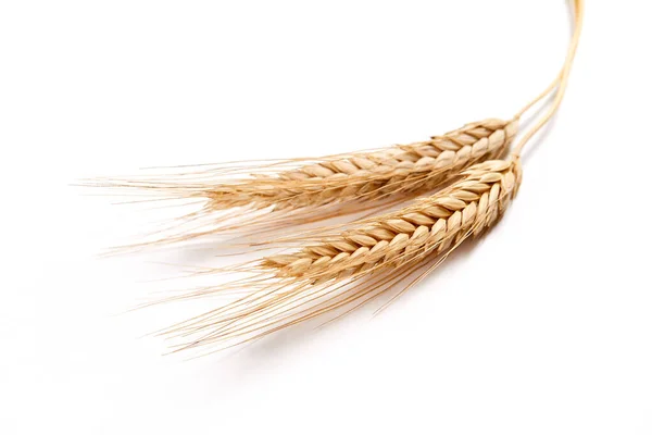 Крупный План Колосьев Пшеницы Концепция Сельского Хозяйства — стоковое фото