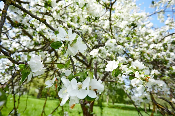 Vår Trädgård Med Blommande Träd — Stockfoto