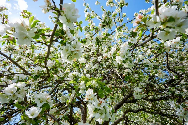 Vår Trädgård Med Blommande Träd — Stockfoto