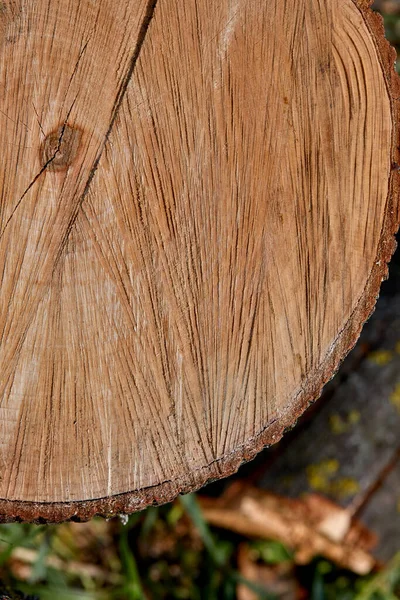 Абстрактная Деревянная Текстура Поверхность Природы — стоковое фото