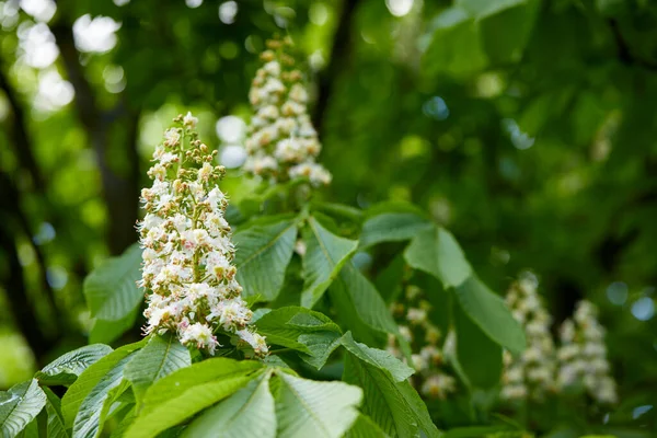 Kvetoucí Kaštanové Květy Stromě — Stock fotografie