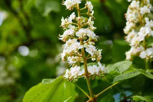 Blommande Kastanjeblommor Trädet — Stockfoto