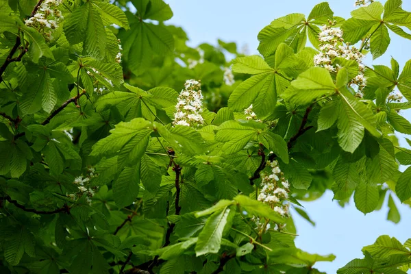 Blühende Kastanien Auf Dem Baum — Stockfoto