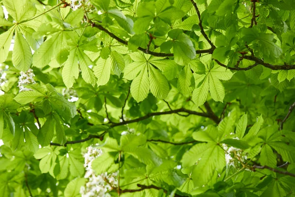 Blühende Kastanien Auf Dem Baum — Stockfoto