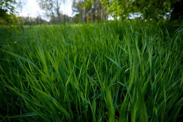 新鮮な草で夏のフィールド — ストック写真