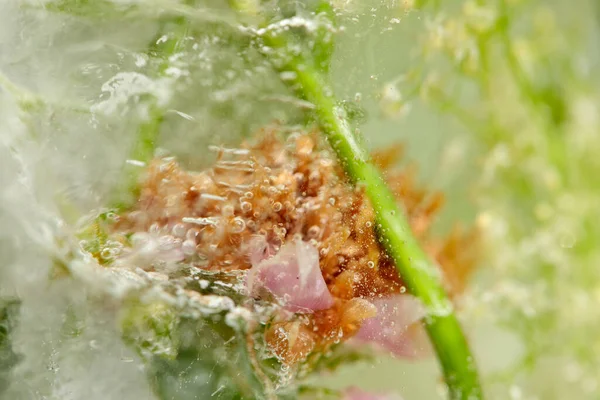 氷の中の花と葉 — ストック写真