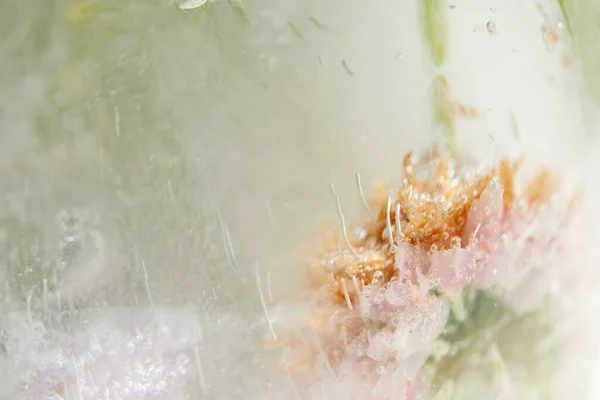 Квіти Листя Льоду — стокове фото