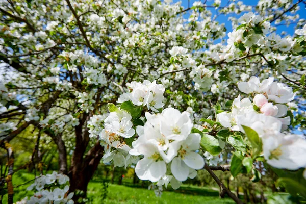 Çiçek Açan Ağaçları Olan Bahar Bahçesi Stok Fotoğraf