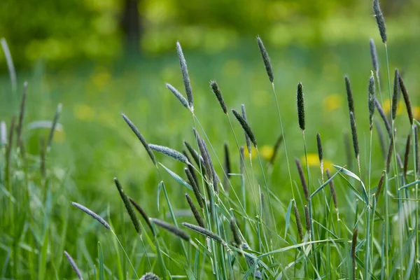 Champ Été Avec Herbe Fraîche Photo De Stock