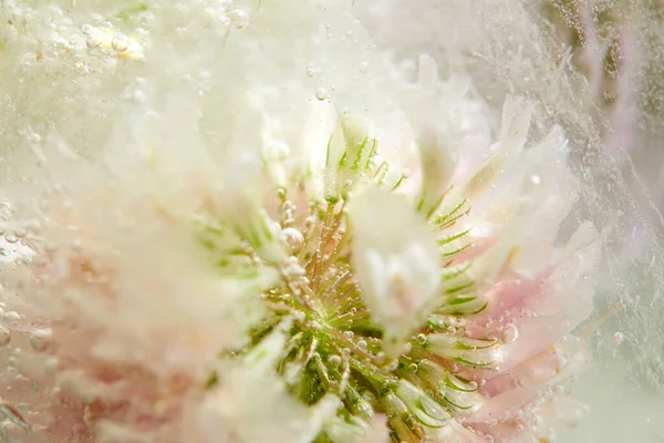 冰上的花朵和树叶 免版税图库图片