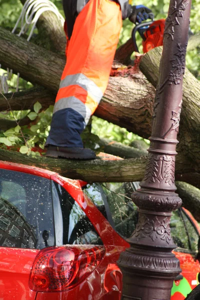 ağacı arabanın üstüne