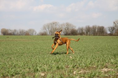 Boxer Köpek sahada