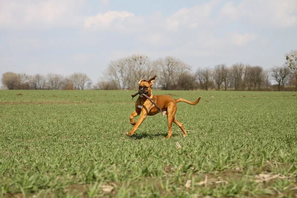 Perro boxeador en el campo — Foto de Stock