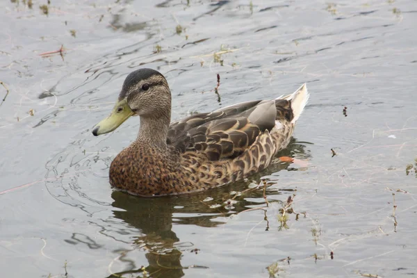 Ente — Stockfoto