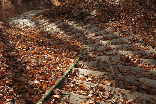Escadas de pedra com folhas — Fotografia de Stock