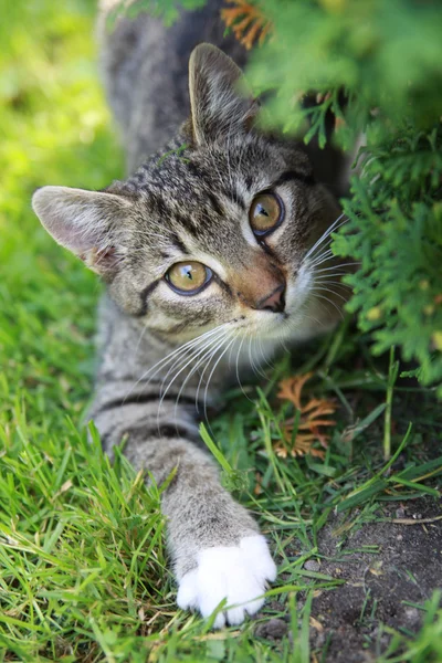 Little domestic cat — Stock Photo, Image