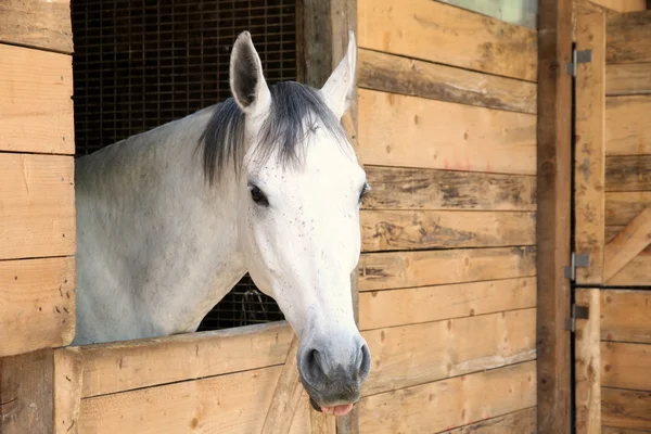 Details white horse in the stable box — Stock Photo, Image