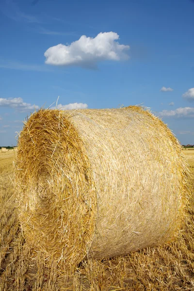 Field of freshly cut bales on farmer field — Stock Photo, Image