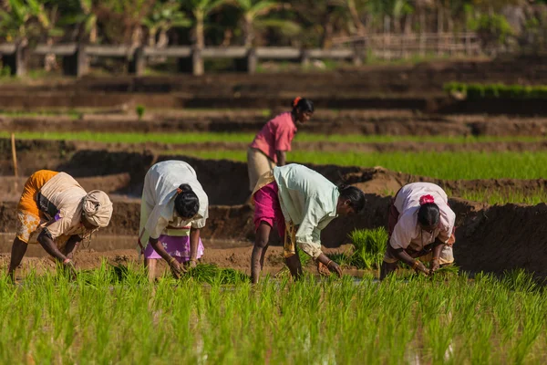 Plantations de riz Image En Vente