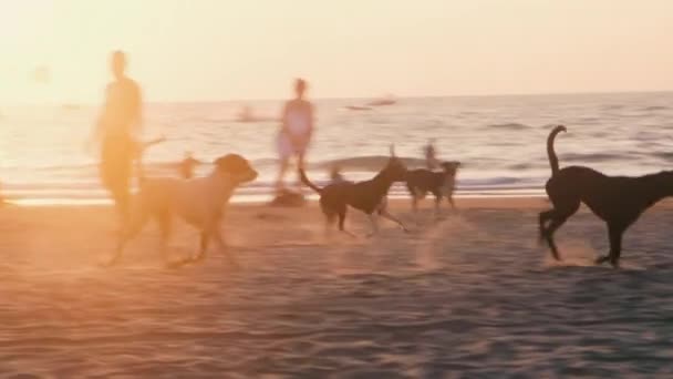 Dogs Running Beach Sunset Goa India — Video Stock