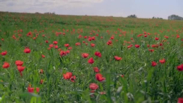 Rüzgarda Sallanan Gelincikler Kazakistan Almaty — Stok video