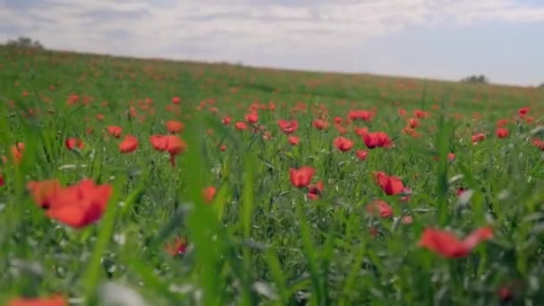 風に揺れるポピー カザフスタン アルマティ — ストック動画