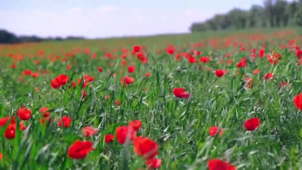 Poppies Swaying Wind Kazakhstan Almaty — Stock Video
