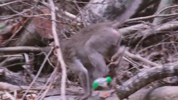 Mulher Turística Alimentando Macaco Surla Goa Índia — Vídeo de Stock