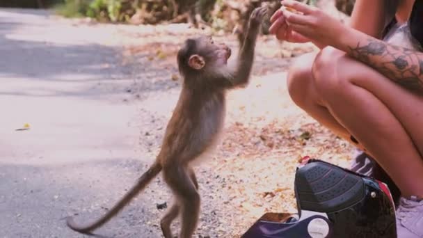 Turistkvinna Som Matar Apor Surla Goa Indien — Stockvideo