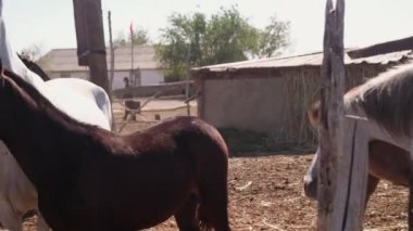Atlar bir köyde ahırda duruyor.