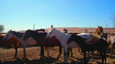 Atlar bir köyde ahırda duruyor.