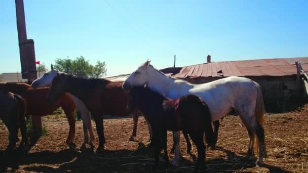 Caballos en un establo en un pueblo — Vídeo de stock