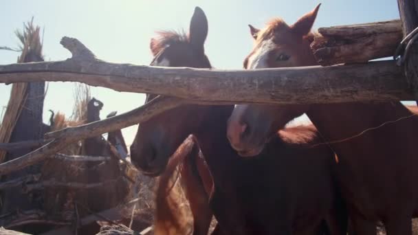 Paarden staan in een stal in een dorp — Stockvideo