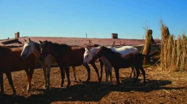 Atlar bir köyde ahırda duruyor.